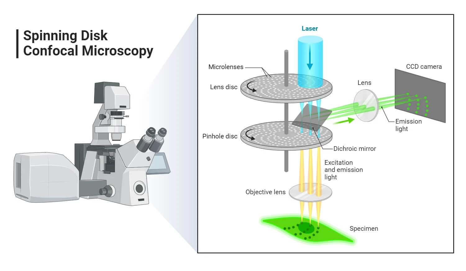 Confocal-Microscopy Work